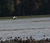MNRiverPelicans 2014 09 030